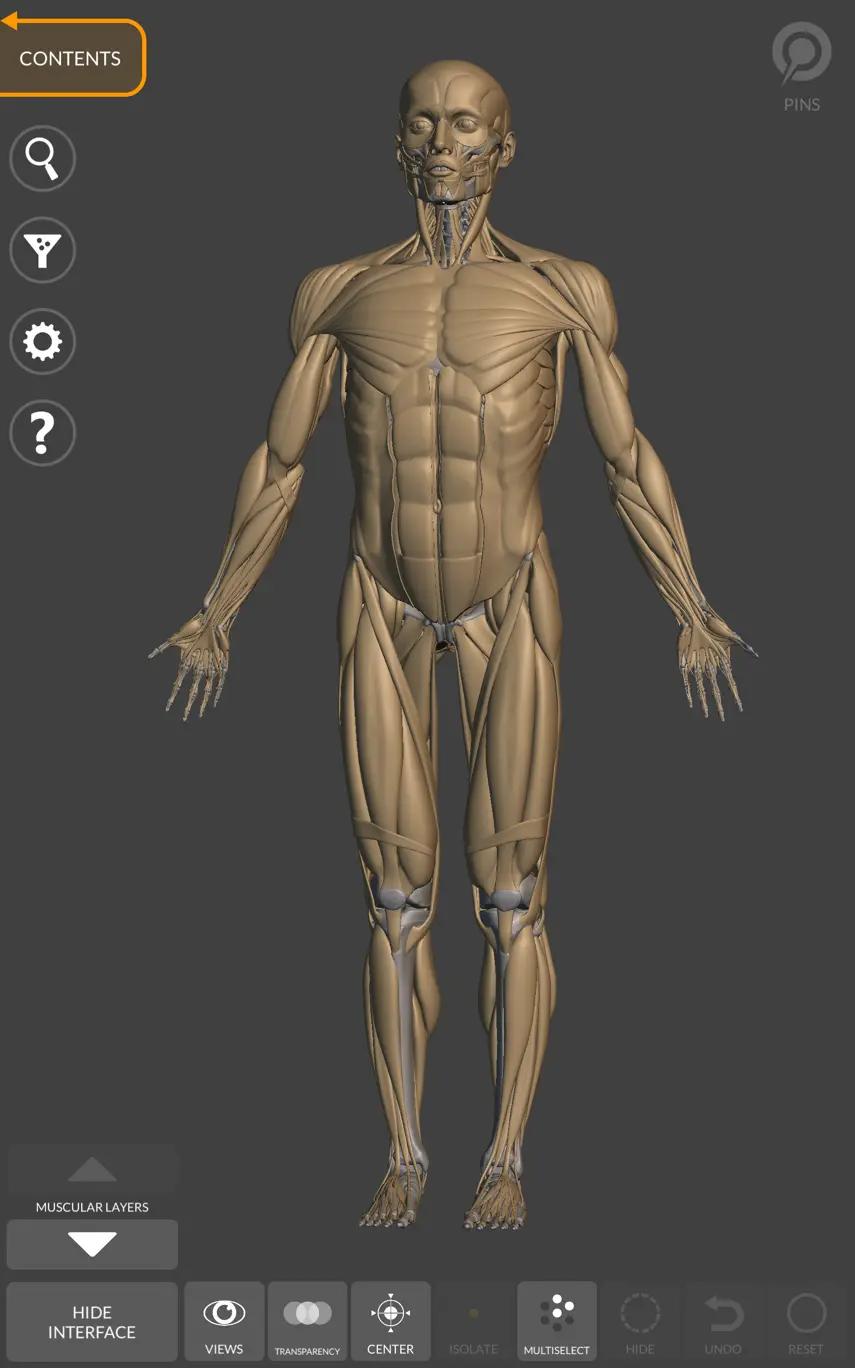 Human anatomy outlet for artists