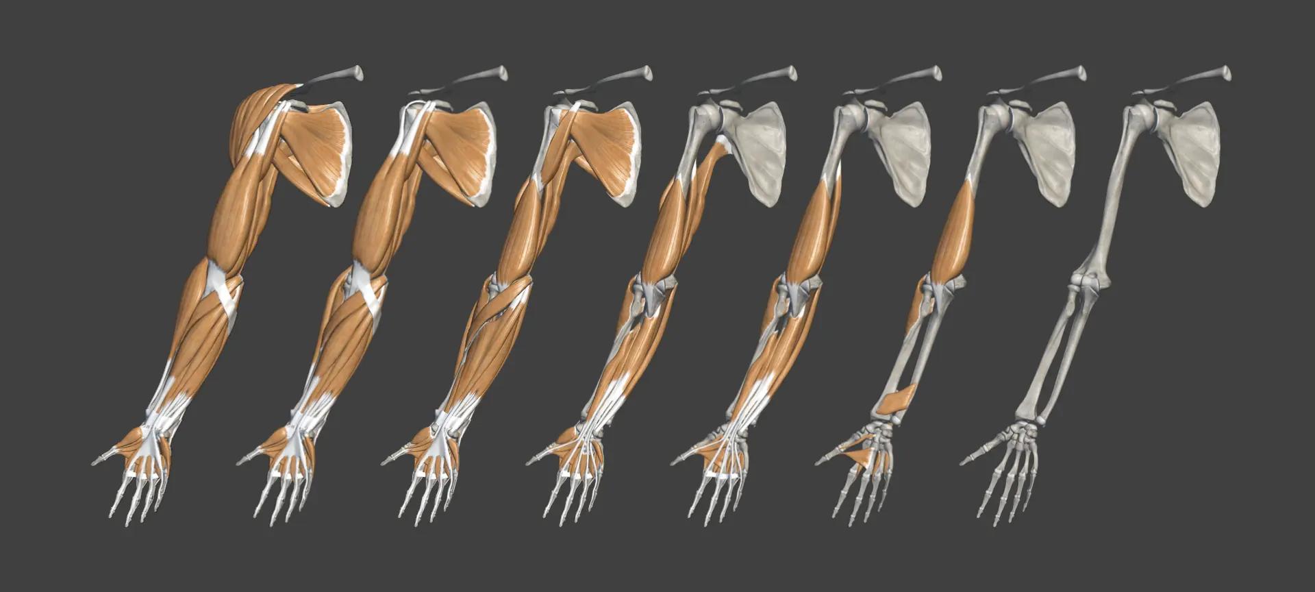 muscle layers