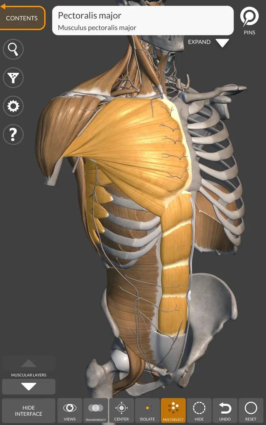 trunk muscles