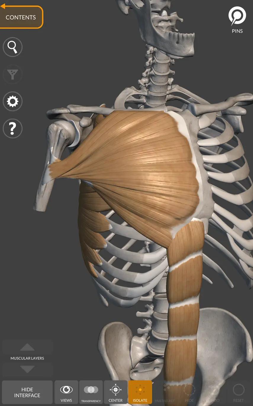 trunk muscles