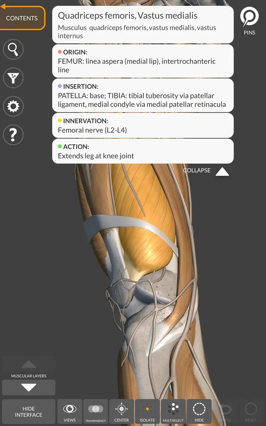 muscle description