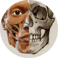 anatomy-for-artist
