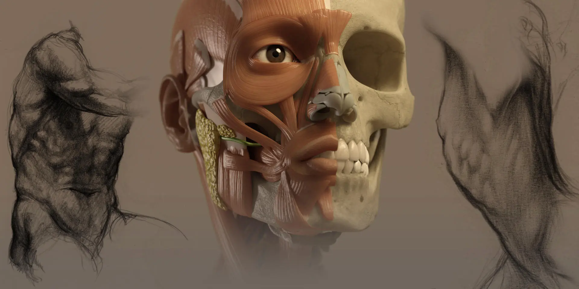 The Figure in Action: Anatomy for Artists [Book]